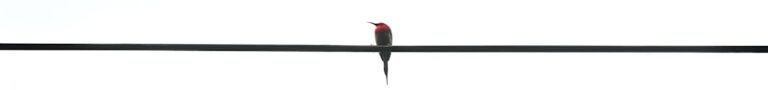 A couple of birds sitting on top of a power line