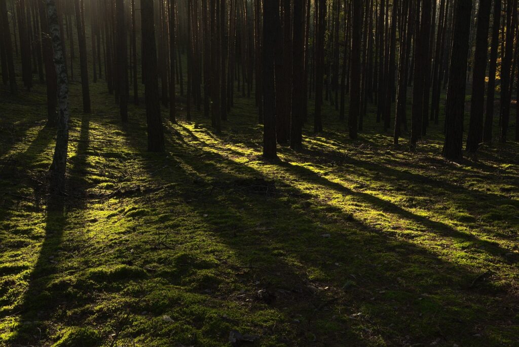 forest, trees, sunlight, dark, forests, landscape, nature, moody, forest, dark, dark, dark, dark, dark, moody