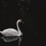 swan, bird, mute swan, animal, white swan, waterfowl, water bird, wildlife, lake, feathers, beak, river, wildlife photography, nature, swan, swan, swan, swan, swan, bird, river