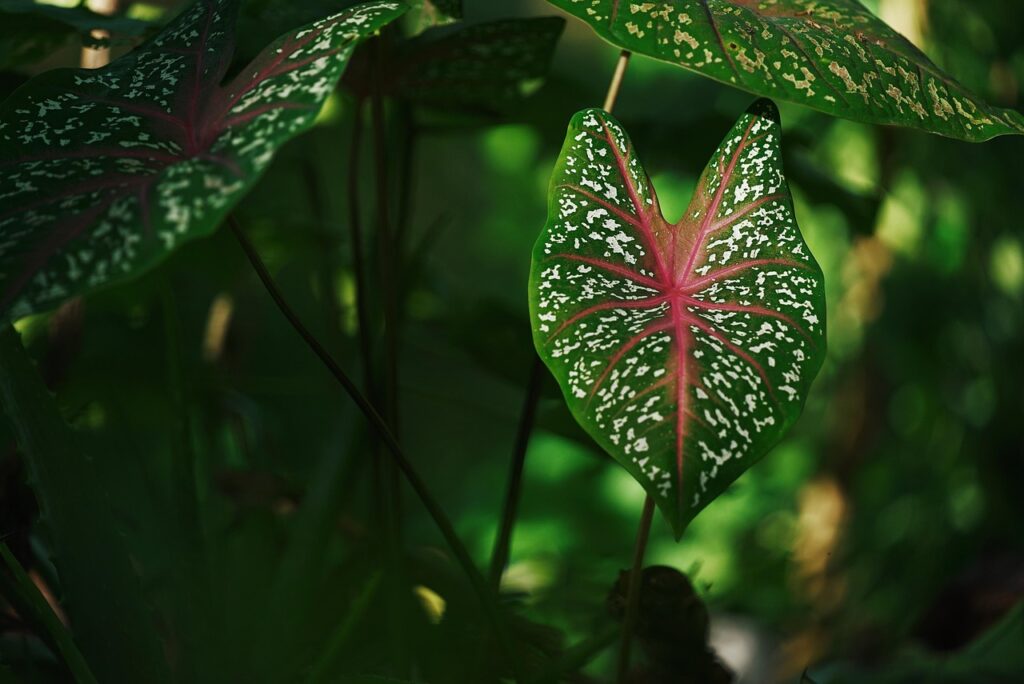taro, caladiums, decorative plants, leaf, flora, forest, natural, plant, red, green, nature, dark