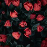 Red tulips bloom among their green leaves.