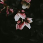 pink petaled flower closeup photography