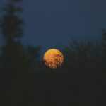 green plants under full moon
